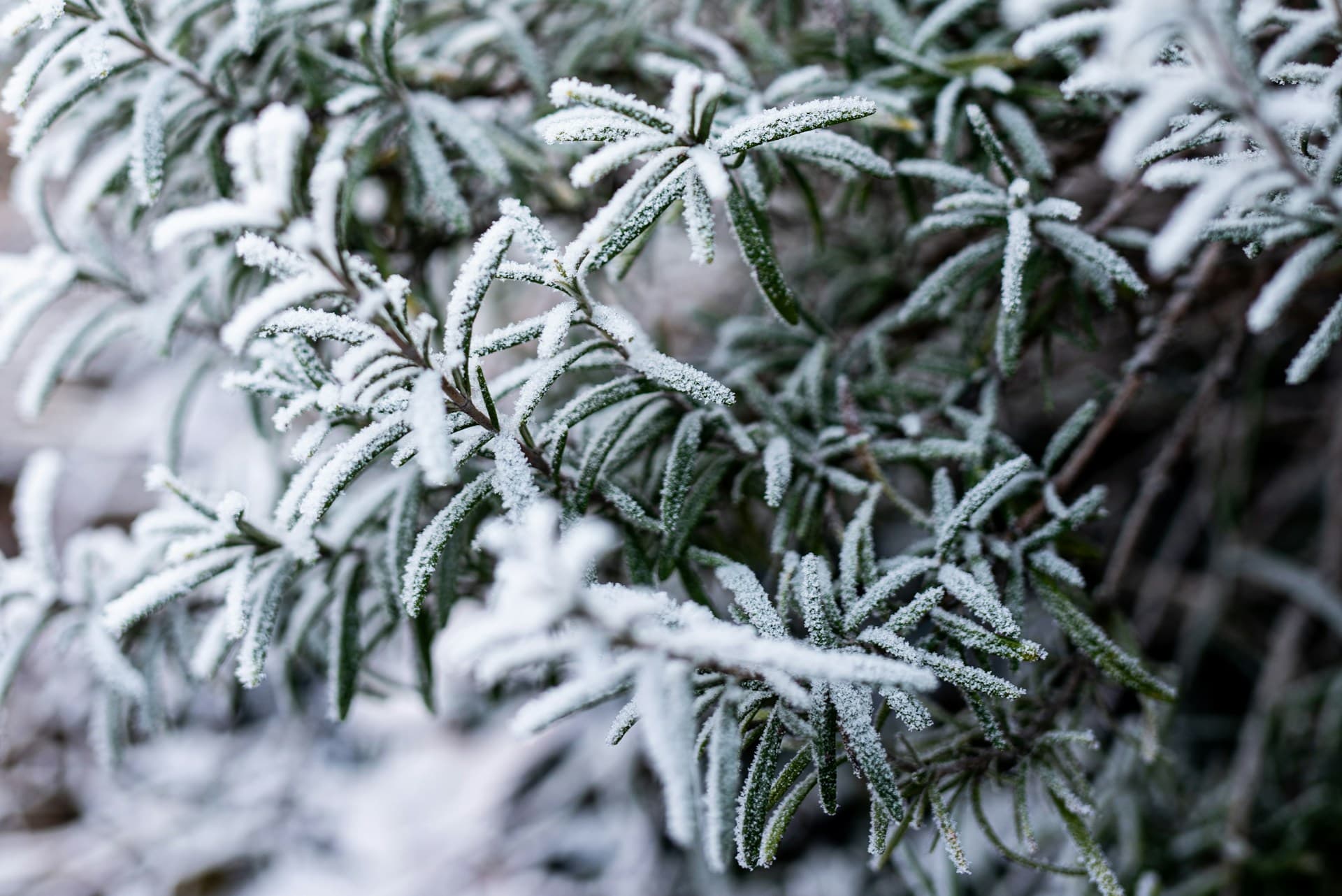 How to Get Your Garden Ready for Winter